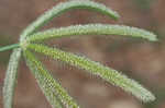 Egyptian grass